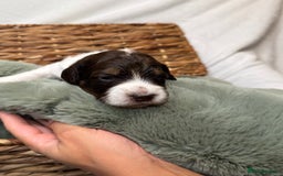 Bernedoodle dogs for sale: Miniature Bernedoodle Puppies - Image 28
