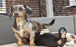 Dachshund dogs for sale: Stunning dachshund puppies  - Image 10