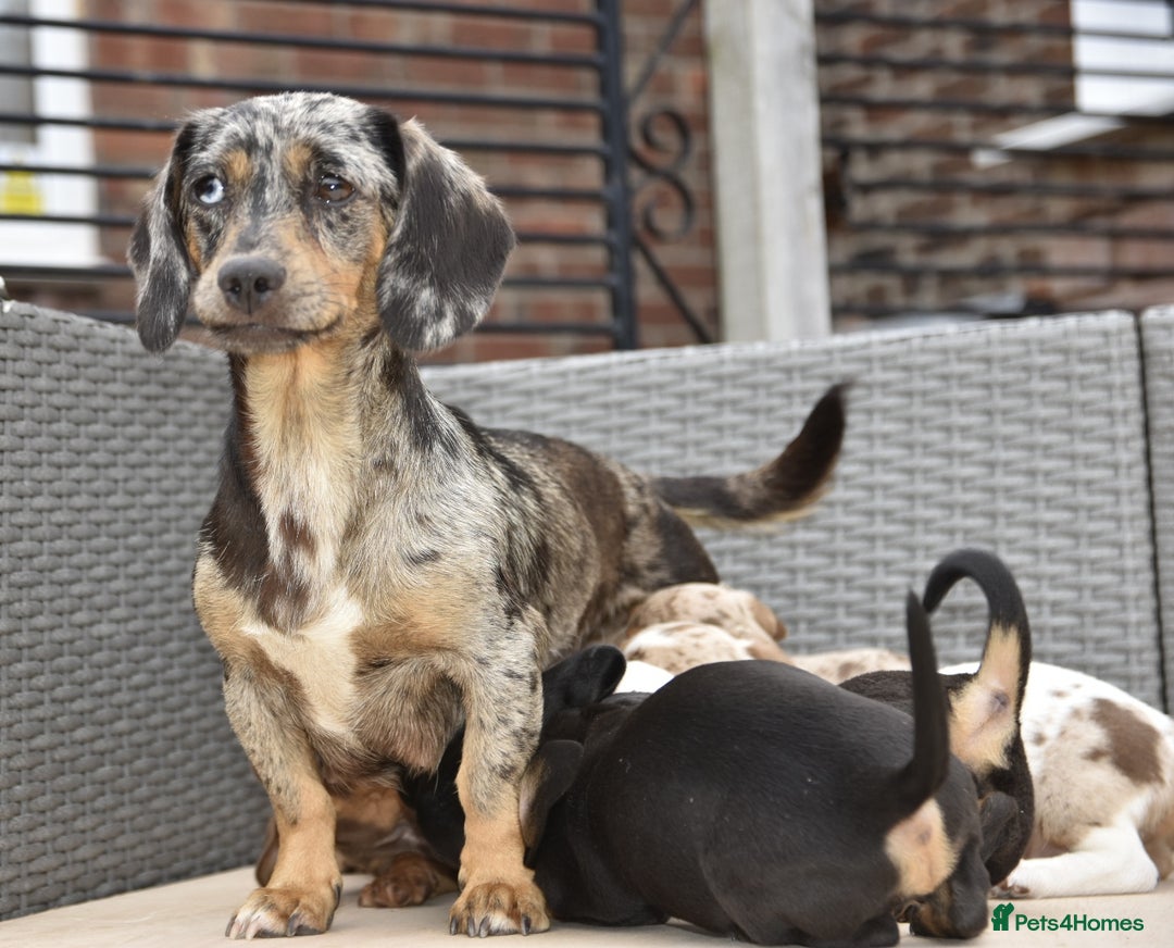 Dachshund dogs for sale: Stunning dachshund puppies  - Image 10