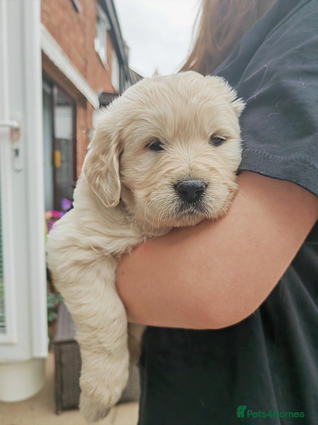 Golden Retriever dogs for sale: Gorgeous Golden Retriever Puppies  - Image 9