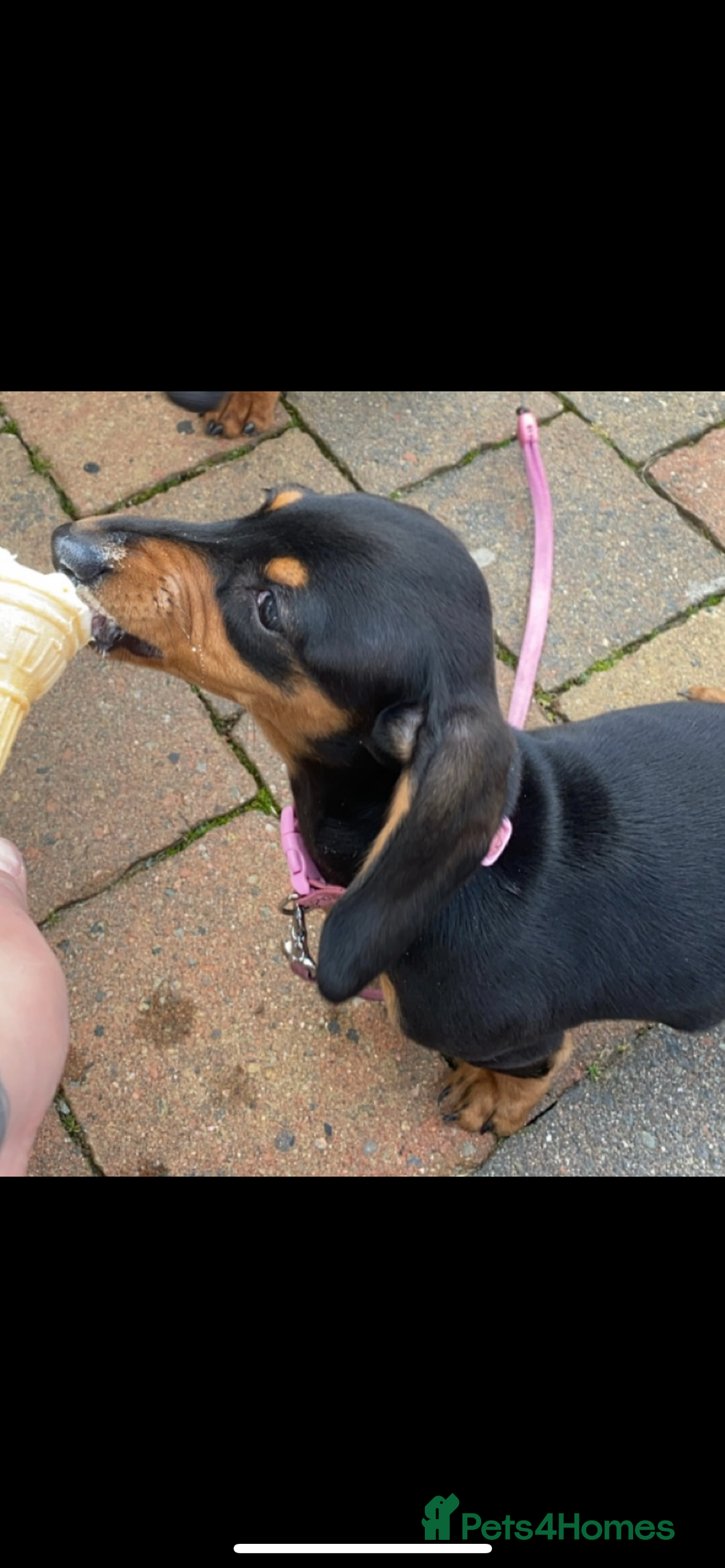 Miniature Dachshund dogs for sale: Miniature dachshund  - Image 3