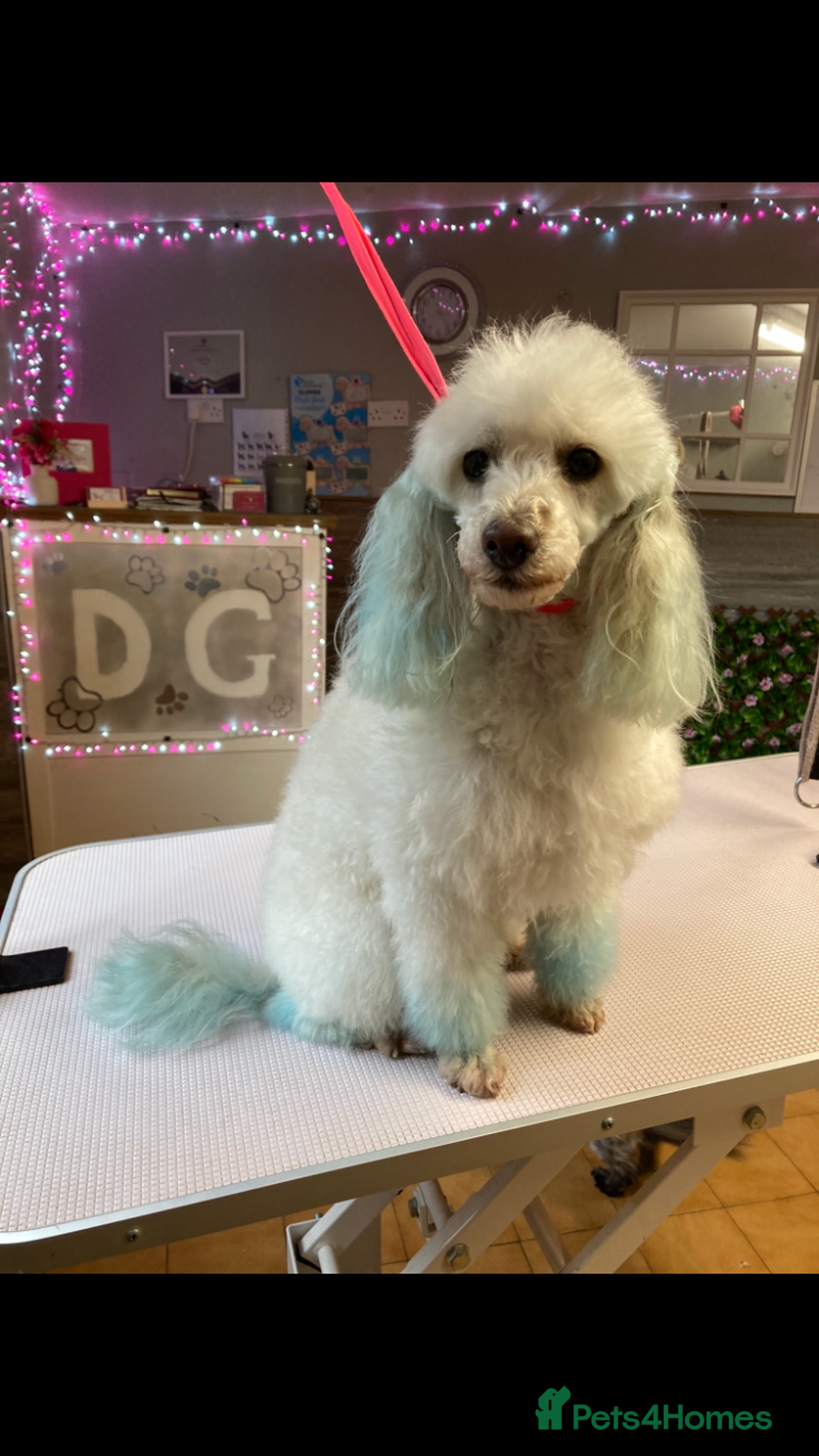 Cavapoo dogs for sale: Miniature poodle x cavapoo  - Image 9