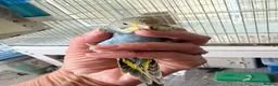 Budgerigars birds for sale: Budgie Chicks Ready Soon  - Advert 4