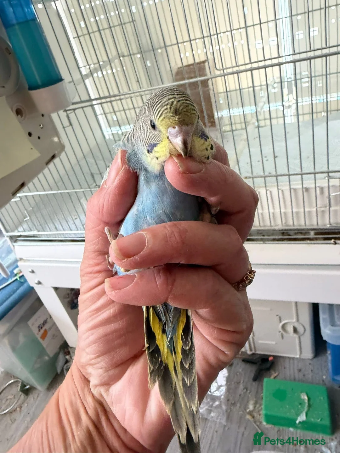 Budgerigars birds for sale: Budgie Chicks Ready Soon  - Advert 4
