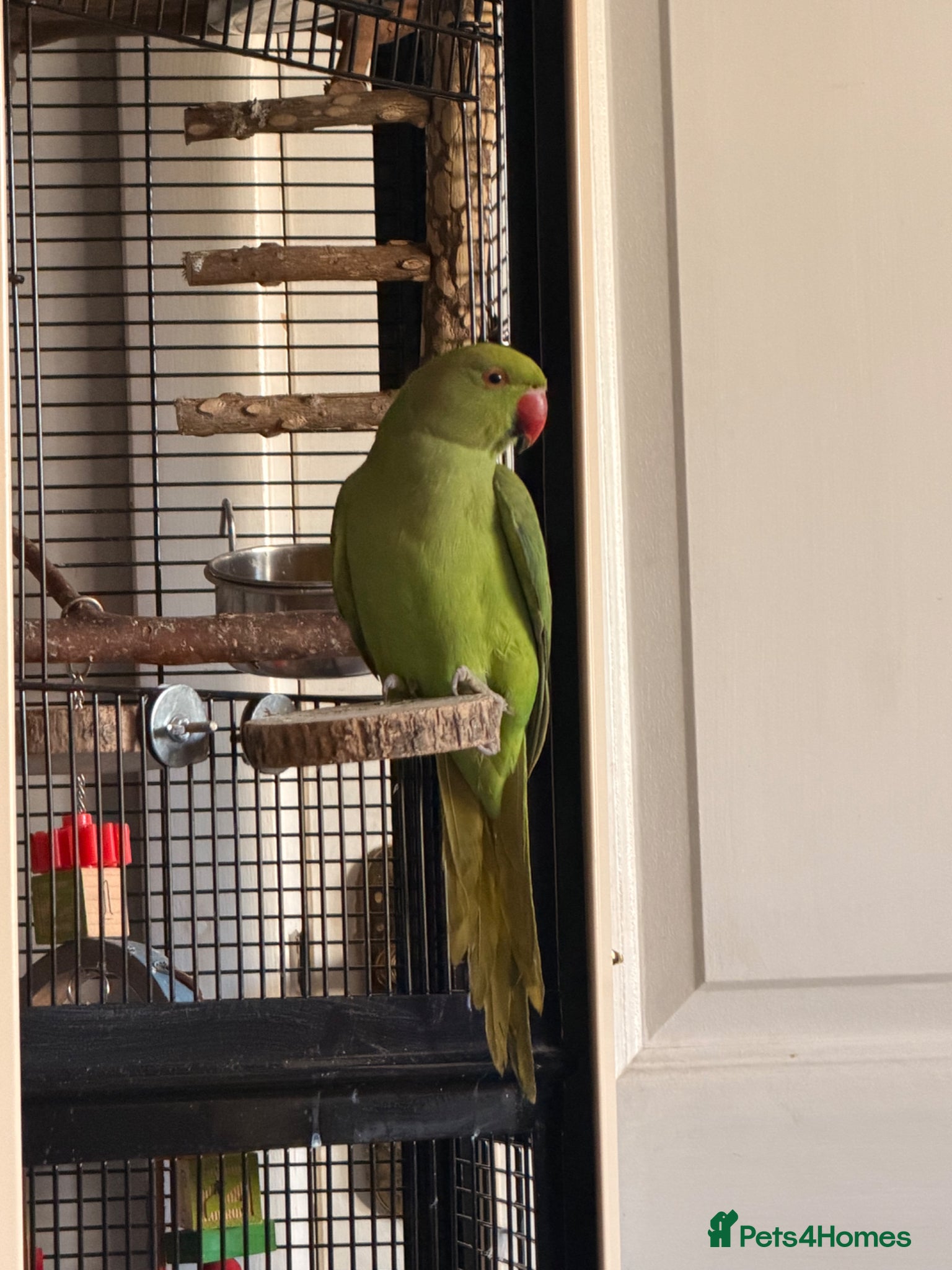 Ringnecks birds Rio - RingNeck talking parrot  - Advert 1