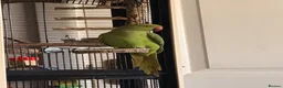 Ringnecks birds for sale: Rio - RingNeck talking parrot  in Pembroke Dock - Advert 1