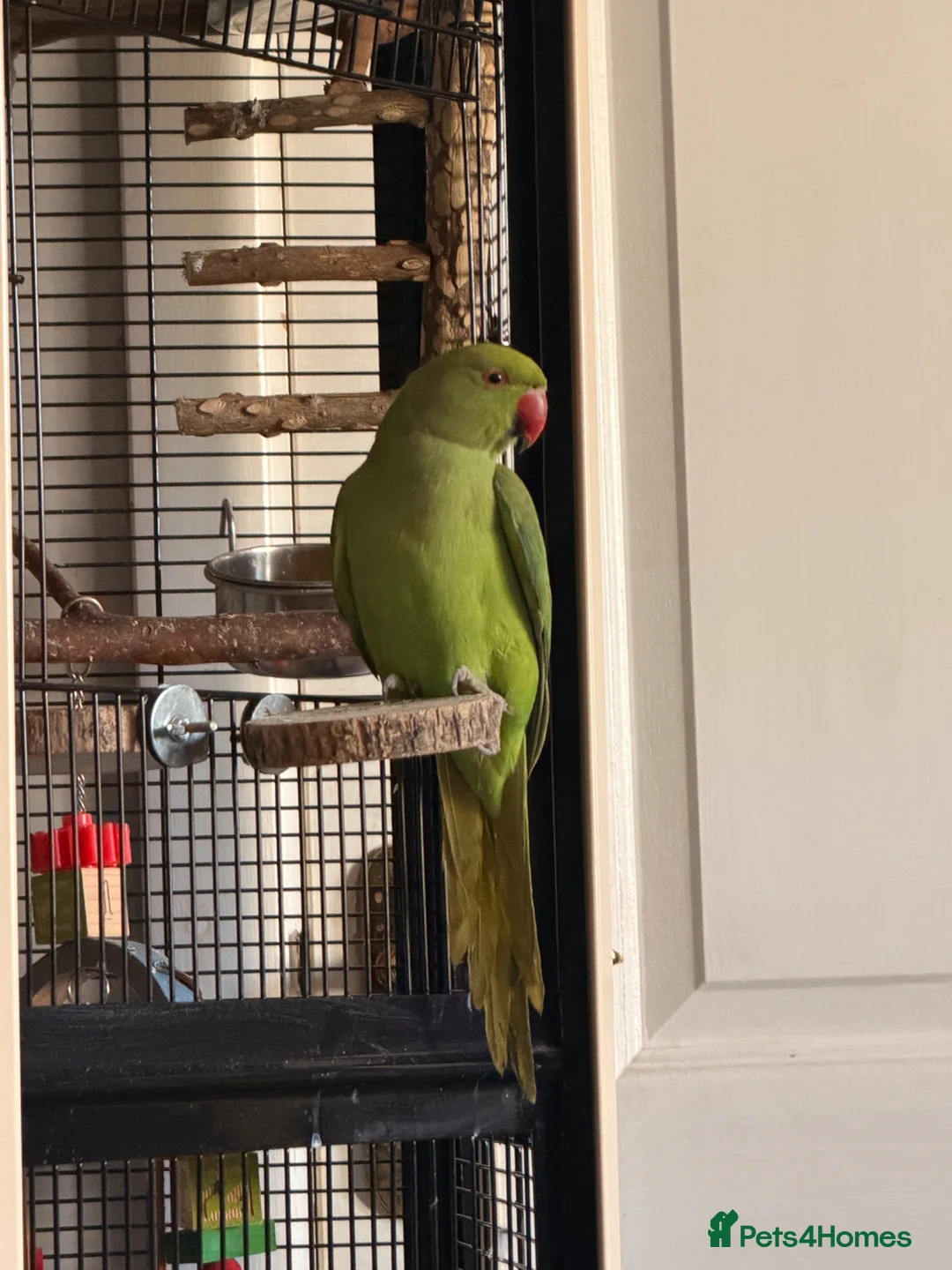 Ringnecks birds for sale: Rio - RingNeck talking parrot  in Pembroke Dock - Advert 1