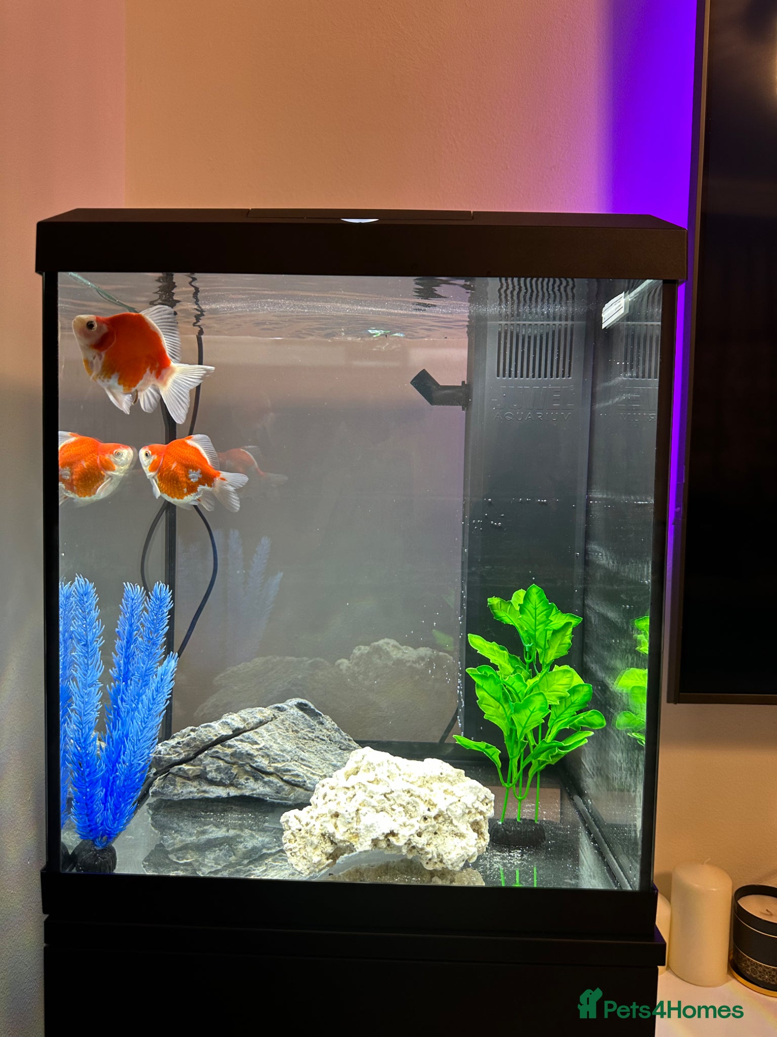 Goldfish fish       - Advert 3
