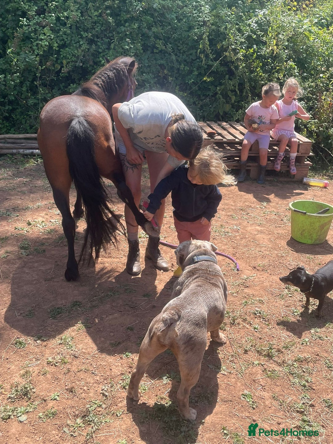 Dartmoor horses for sale: Edie  - Image 4