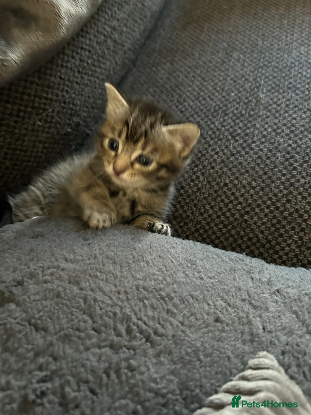 American Shorthair cats for sale: 7 week old female half British shorthair  - Advert 2