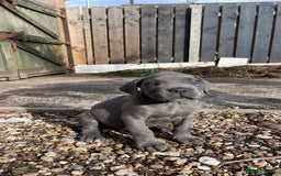Cane Corso dogs for sale: Cane Corso puppies 9 week old 🫶❤️🫶 - Image 27