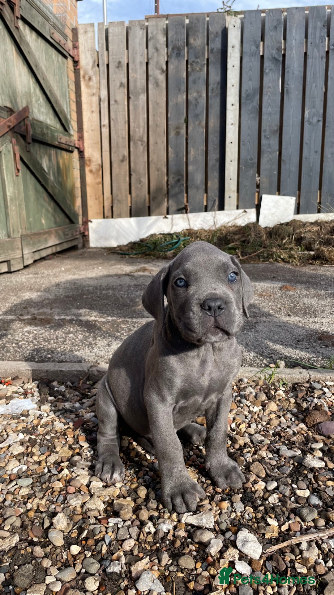 Cane Corso dogs for sale: Cane Corso puppies 9 week old 🫶❤️🫶 - Image 27
