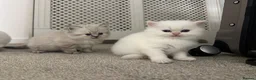 Persian cats for sale: Pedigree Persian Himalayan Kittens - Advert 15