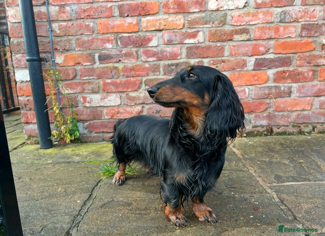 Dachshund dogs for sale: Long Coated Standard Dachshund - Crufts Potential - Image 12