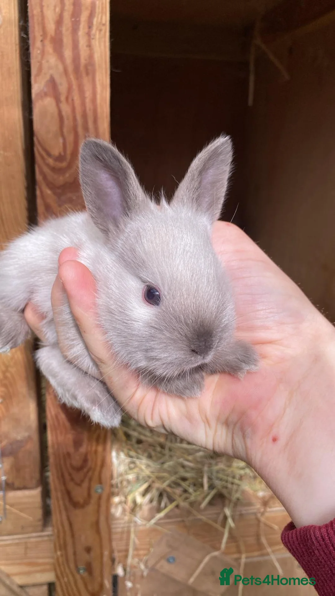 Mixed Breed rabbits for sale: Mum angora, dad lop - Advert 2
