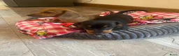 Dachshund dogs for sale: Miniature dashund  - Advert 3