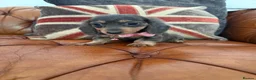 Miniature Dachshund dogs for sale: Miniature Dachshund 5 ⭐ License 5 ⭐ reviews - Advert 14