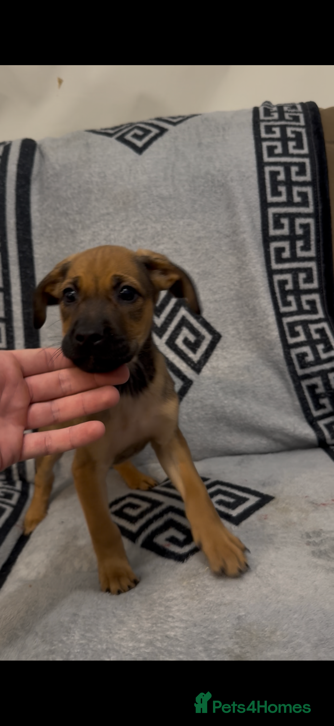 Mixed Breed dogs for sale: Beautiful Cocker spaniel cross breed puppies  - Advert 6