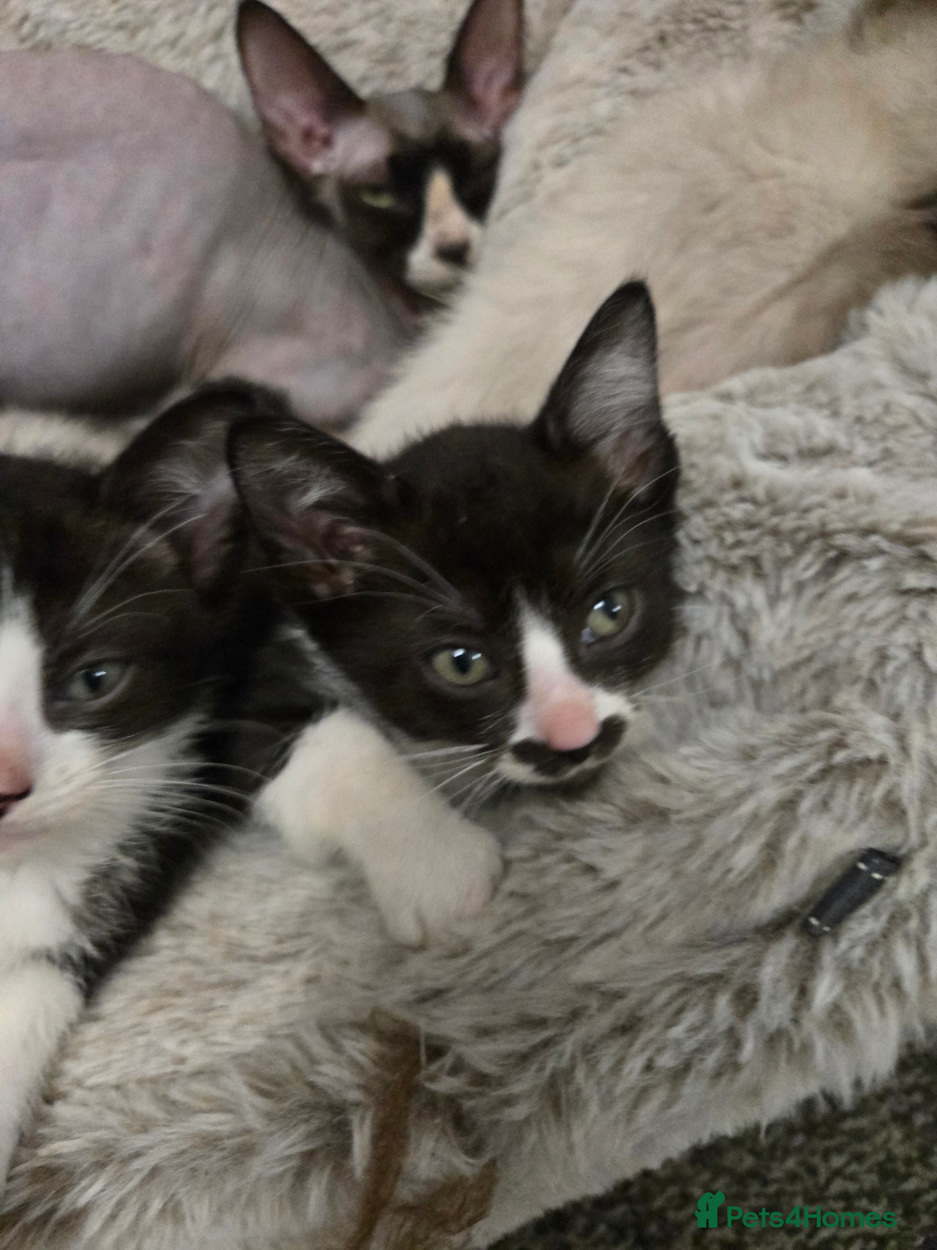 Mixed Breed cats Ready for new slaves beautiful sphynx babies. - Advert 2