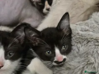 Mixed Breed cats Ready for new slaves beautiful sphynx babies. - Advert 5