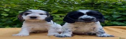 Cocker Spaniel dogs for sale: KC Registered Show Cocker Spaniels Puppies in Settle - Advert 6