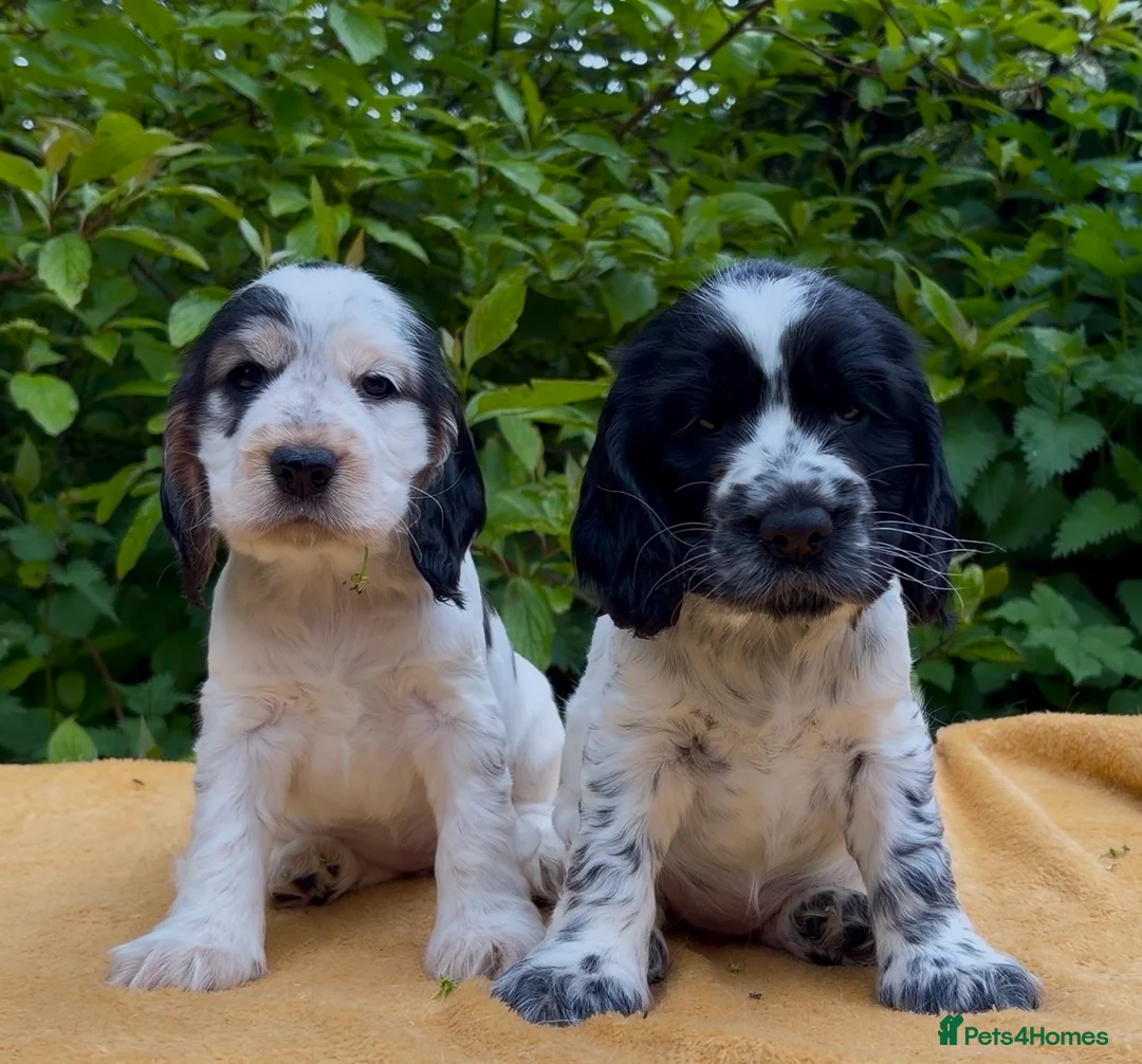 Cocker Spaniel dogs for sale: KC Registered Show Cocker Spaniels Puppies in Settle - Advert 6
