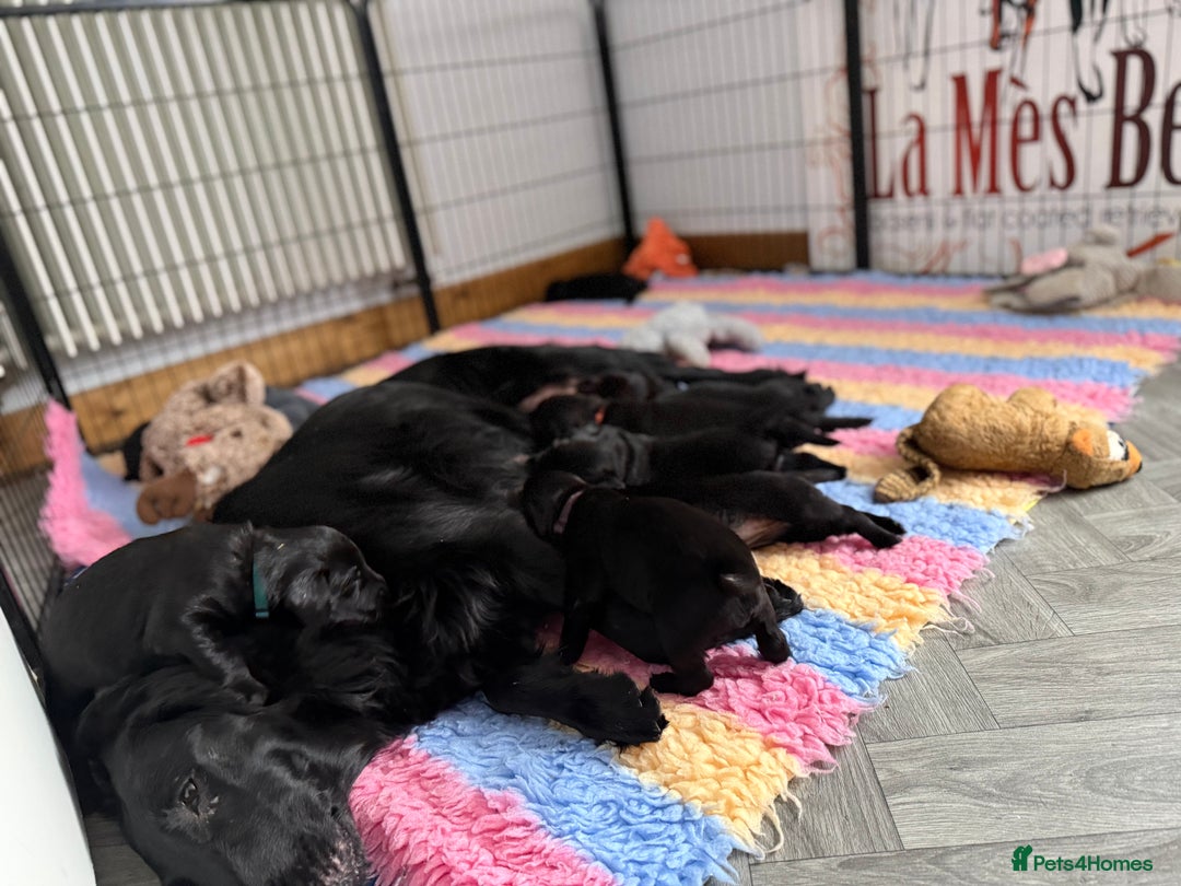 Flat coated Retriever dogs for sale: KC Registered puppies from outstanding parents. - Image 13