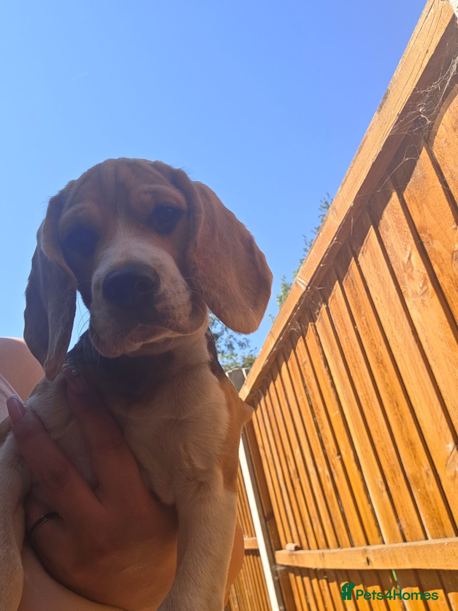 Beagle dogs Beagle puppies ready for love!! - Advert 11