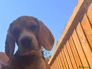 Beagle dogs Beagle puppies ready for love!! - Advert 2