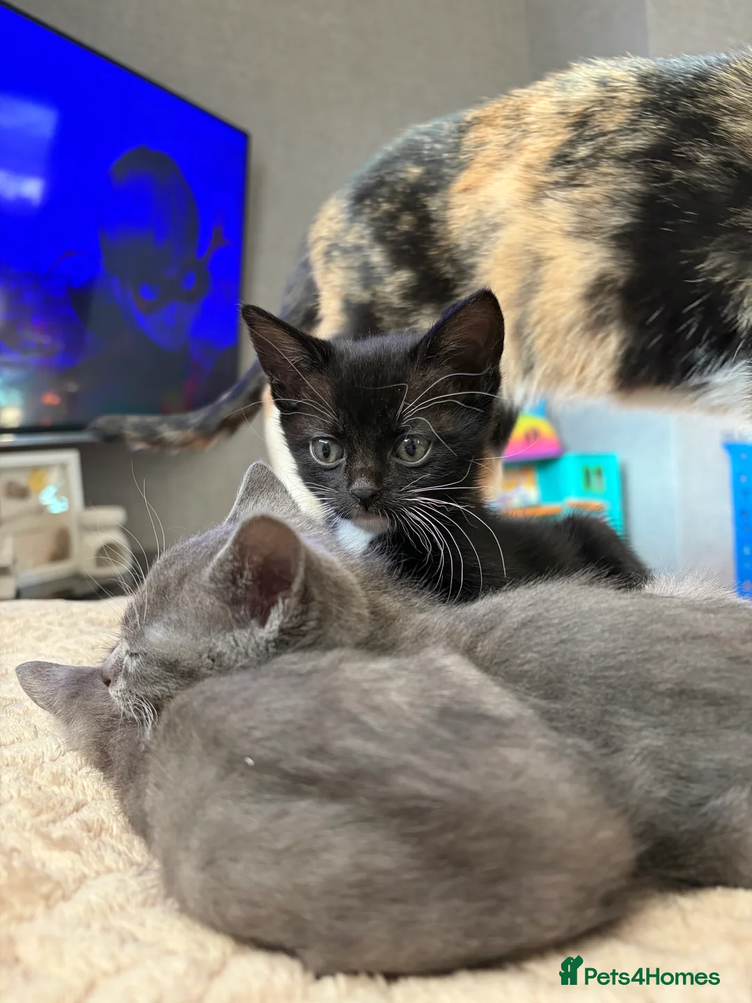 Khao Manee cats for sale: Half khao manee female black kitten  - Advert 2