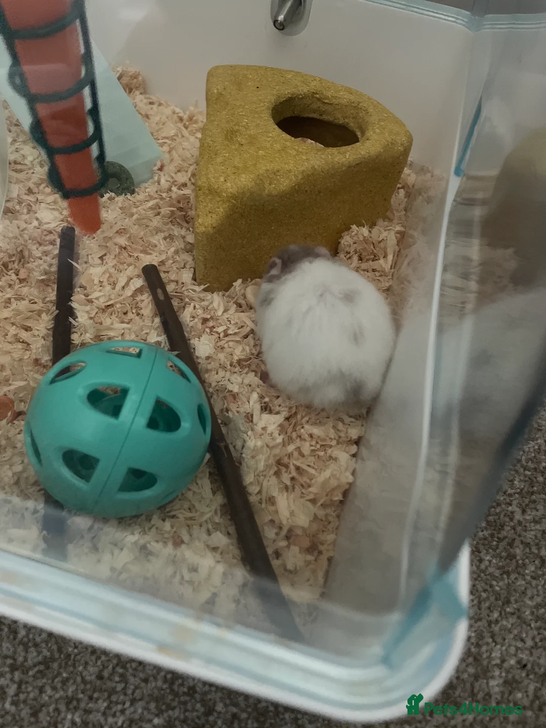 Hamster rodents for sale: Baby hamster and cage  - Advert 2