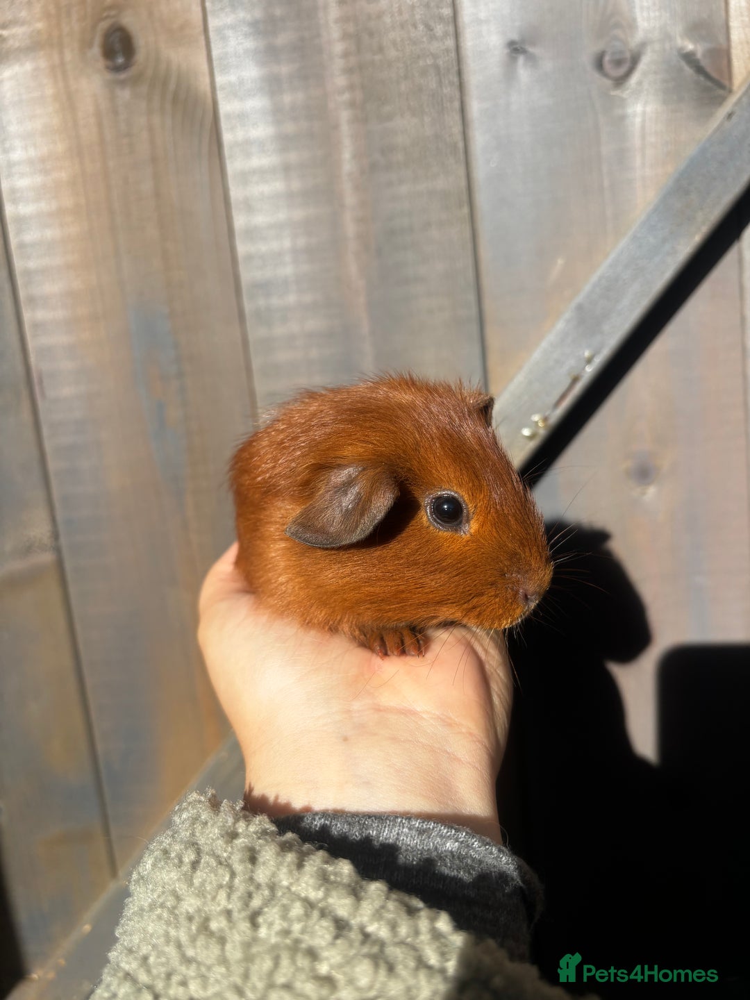 Guinea Pig rodents for sale: Guinea pigs - Image 6