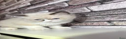 Ragdoll cats for sale: 4 pure ragdoll kitten ready to leave🐾 - Advert 11