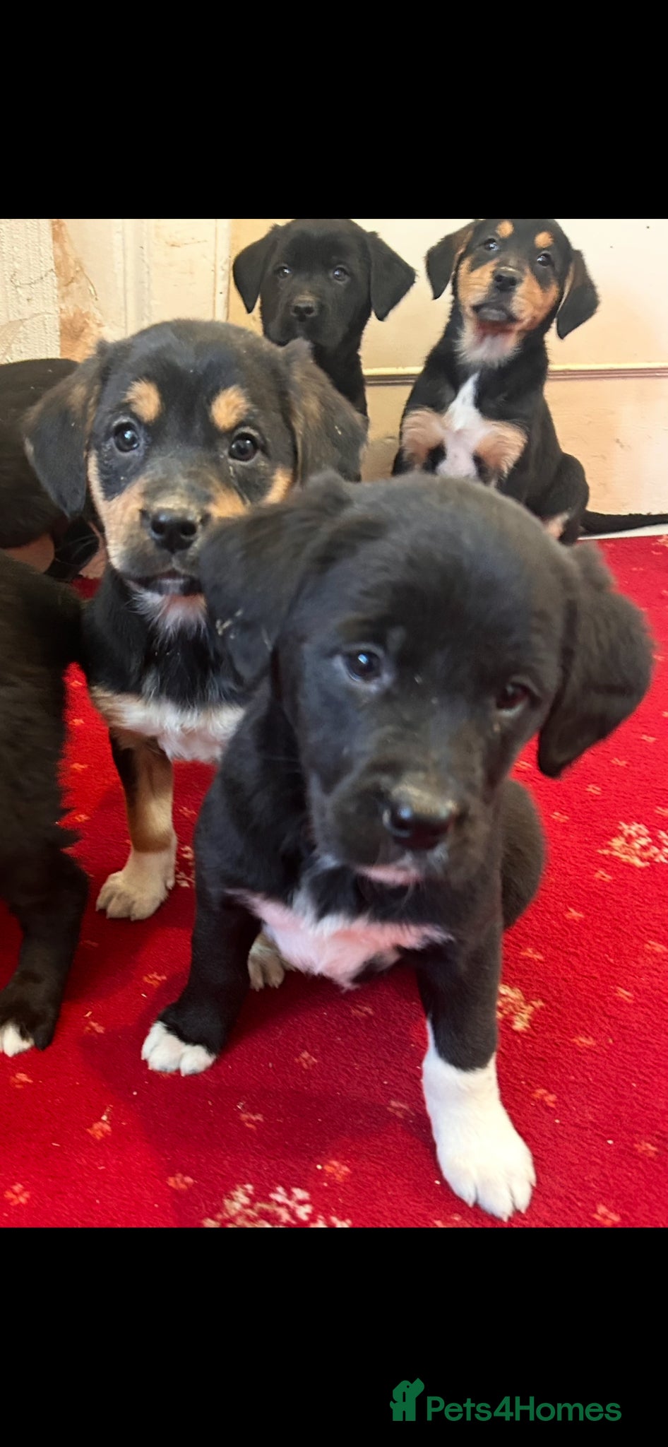 Mixed Breed dogs Border Collie x golden retriever  - Advert 18