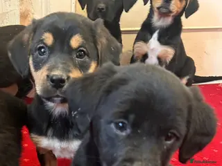 Mixed Breed dogs Border Collie x golden retriever - Advert 18