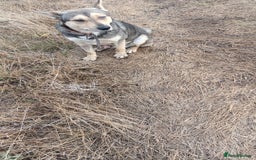 Mixed Breed dogs for adoption: 🐺 WOLFIE – A Brave Soul Ready for a New Life 🖤 - Advert 15