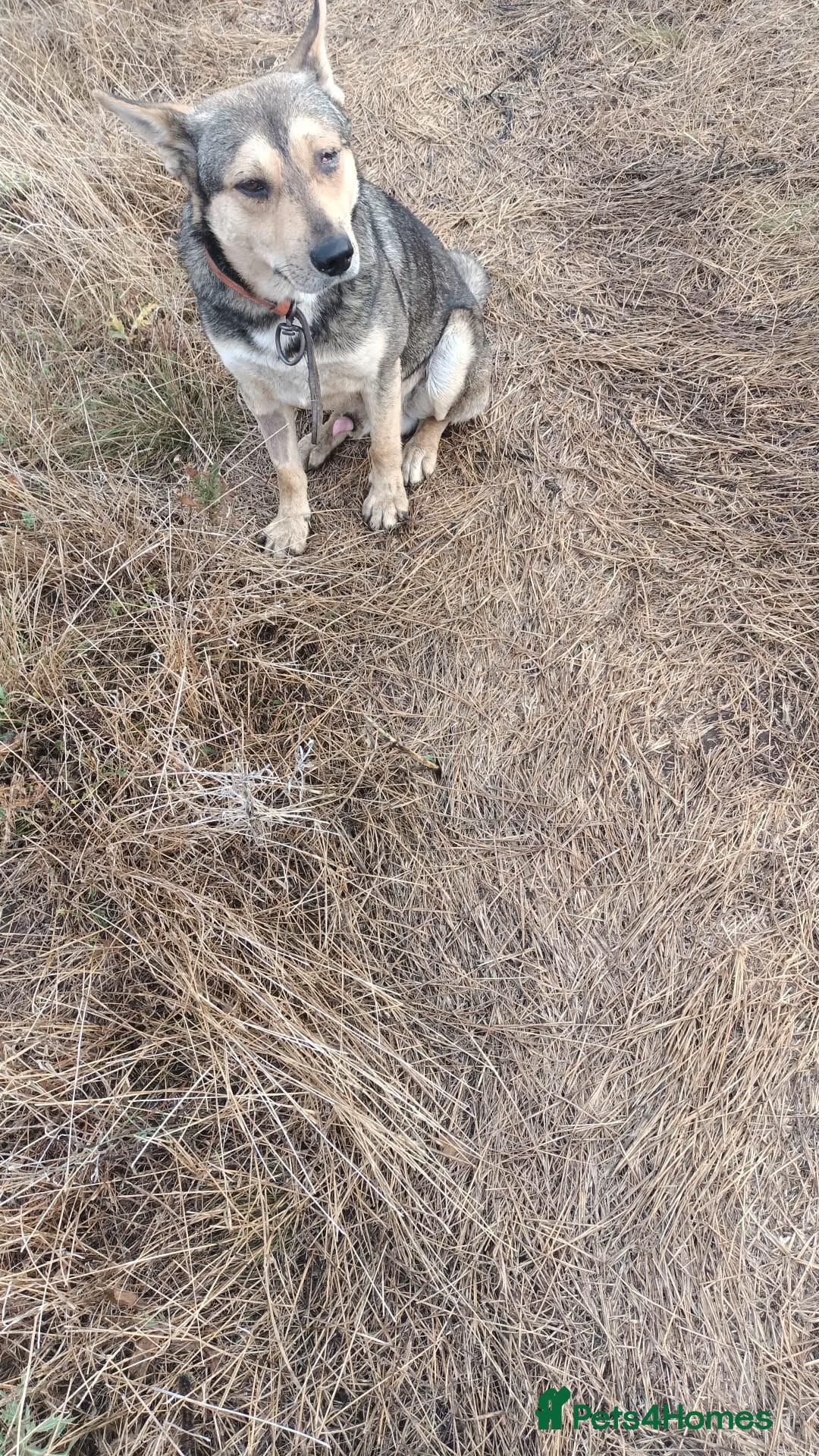 Mixed Breed dogs for adoption: 🐺 WOLFIE – A Brave Soul Ready for a New Life 🖤 - Advert 15