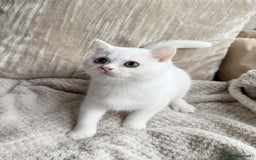 British Shorthair cats for sale: Beautiful BSH boy  - Image 2