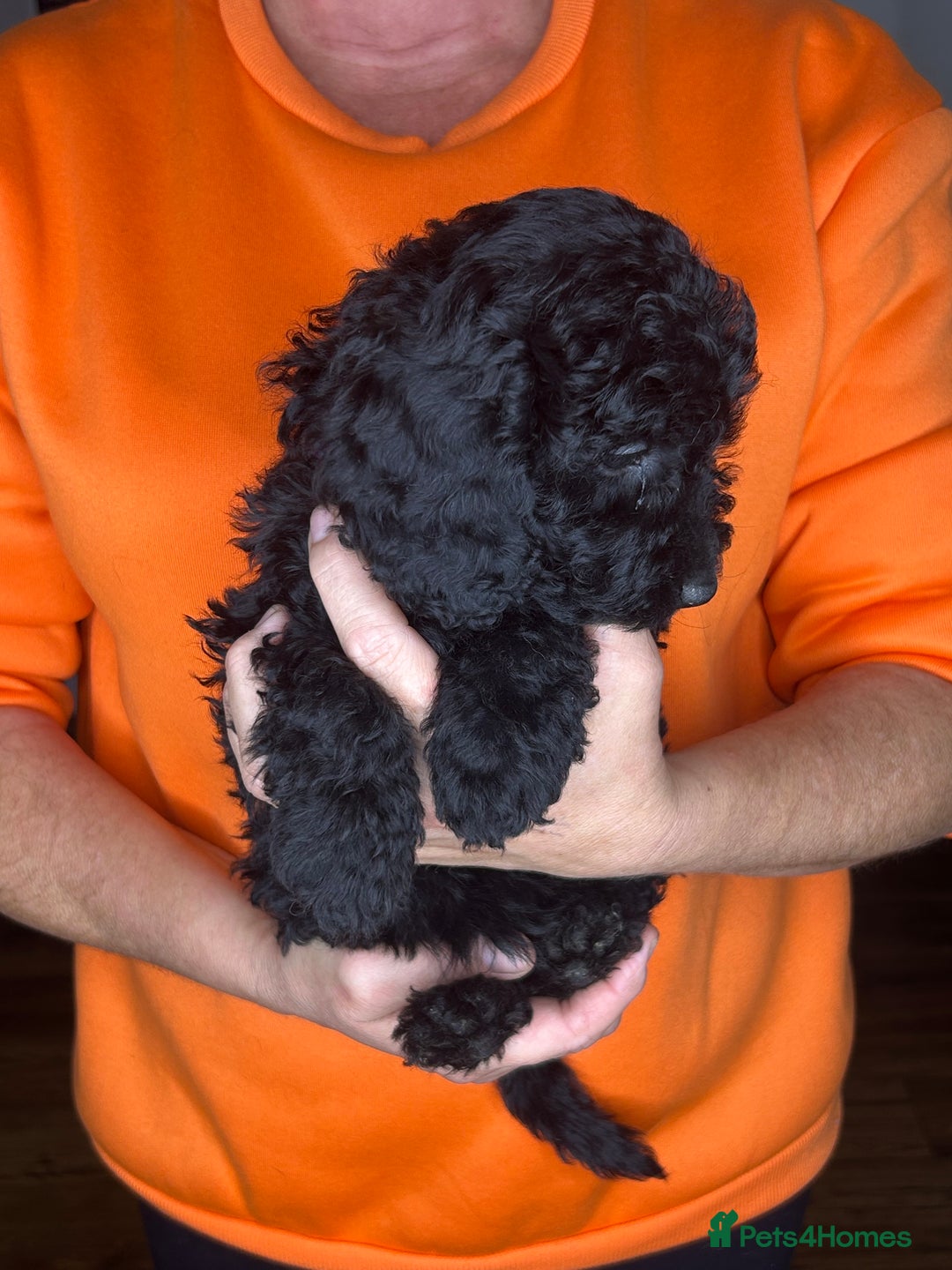 Cockapoo dogs for sale: ONLY 2  LEFT OUTSTANDING TINY MINITURE COCKAPOOS  - Image 25