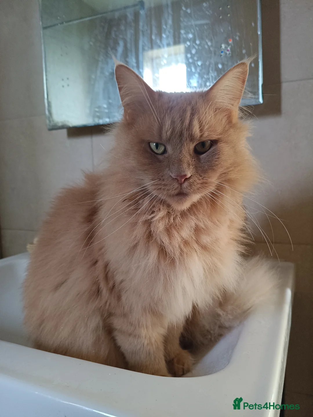 Maine Coon cats for sale: 5* Home wanted  - Advert 2