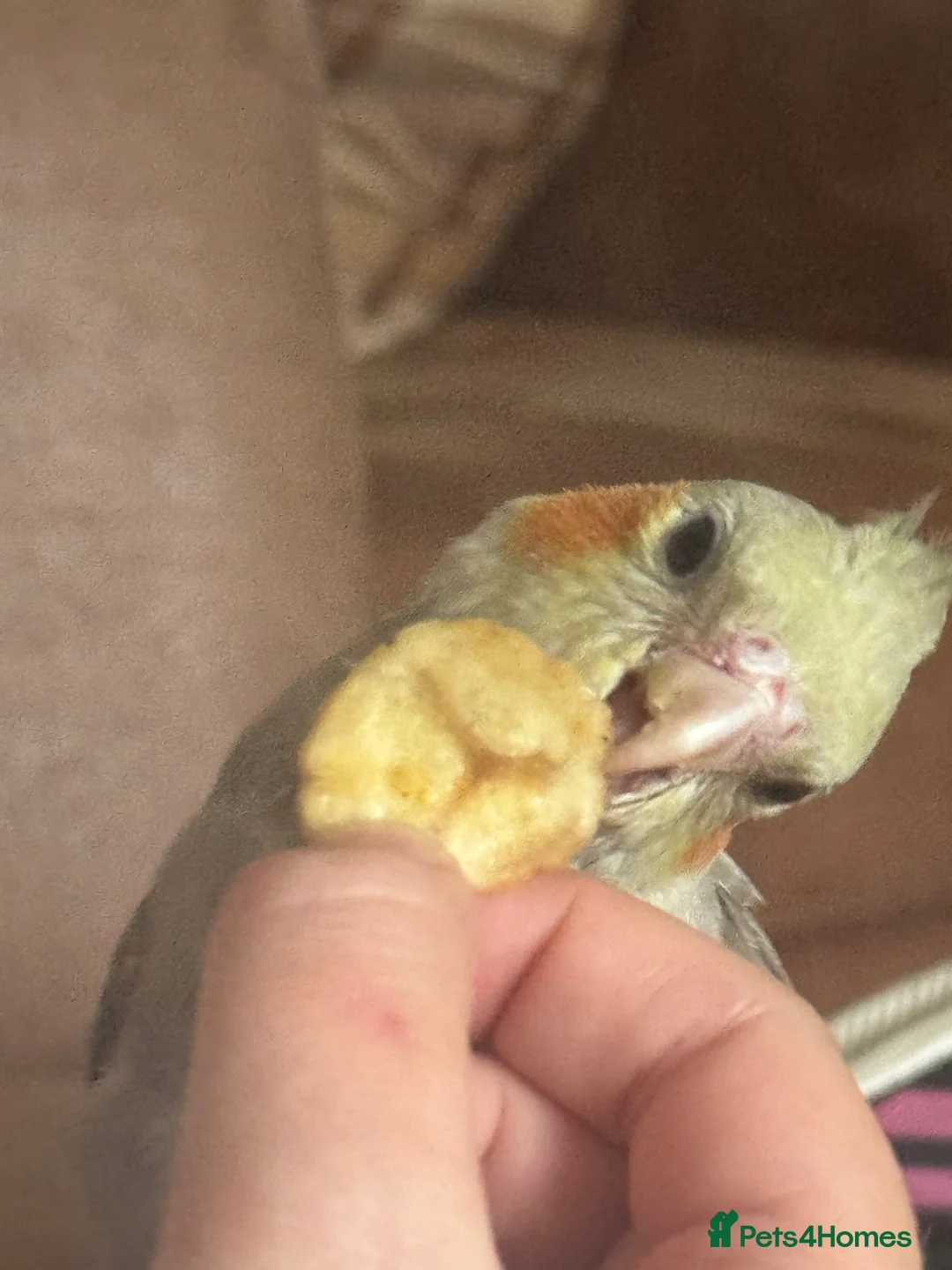 Cockatiels birds for sale: Pair of beautiful hand reared cockatiels - Advert 7