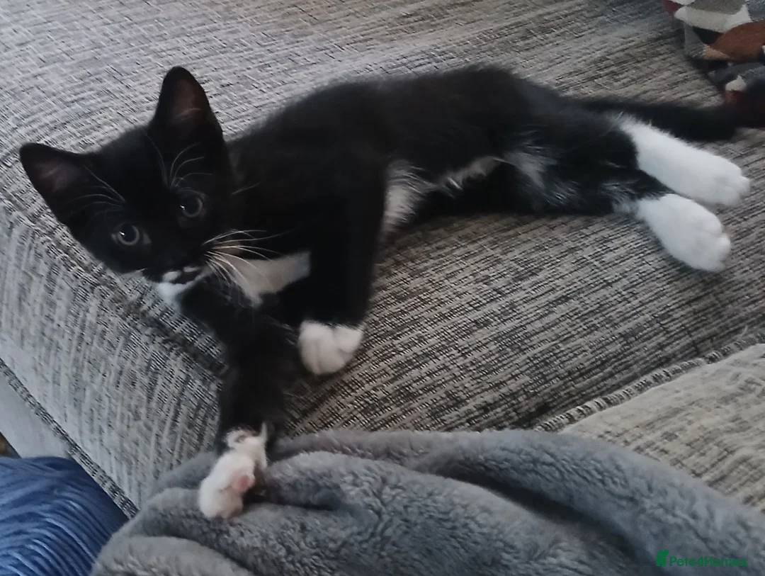 Domestic Shorthair cats for sale: Here's Holly?! in Hemel Hempstead - Advert 4