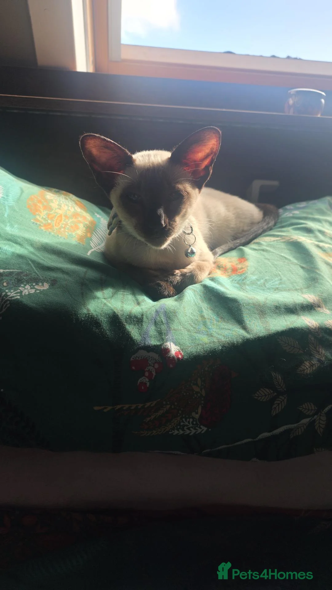 Siamese cats for sale: Male siamese  - Advert 1