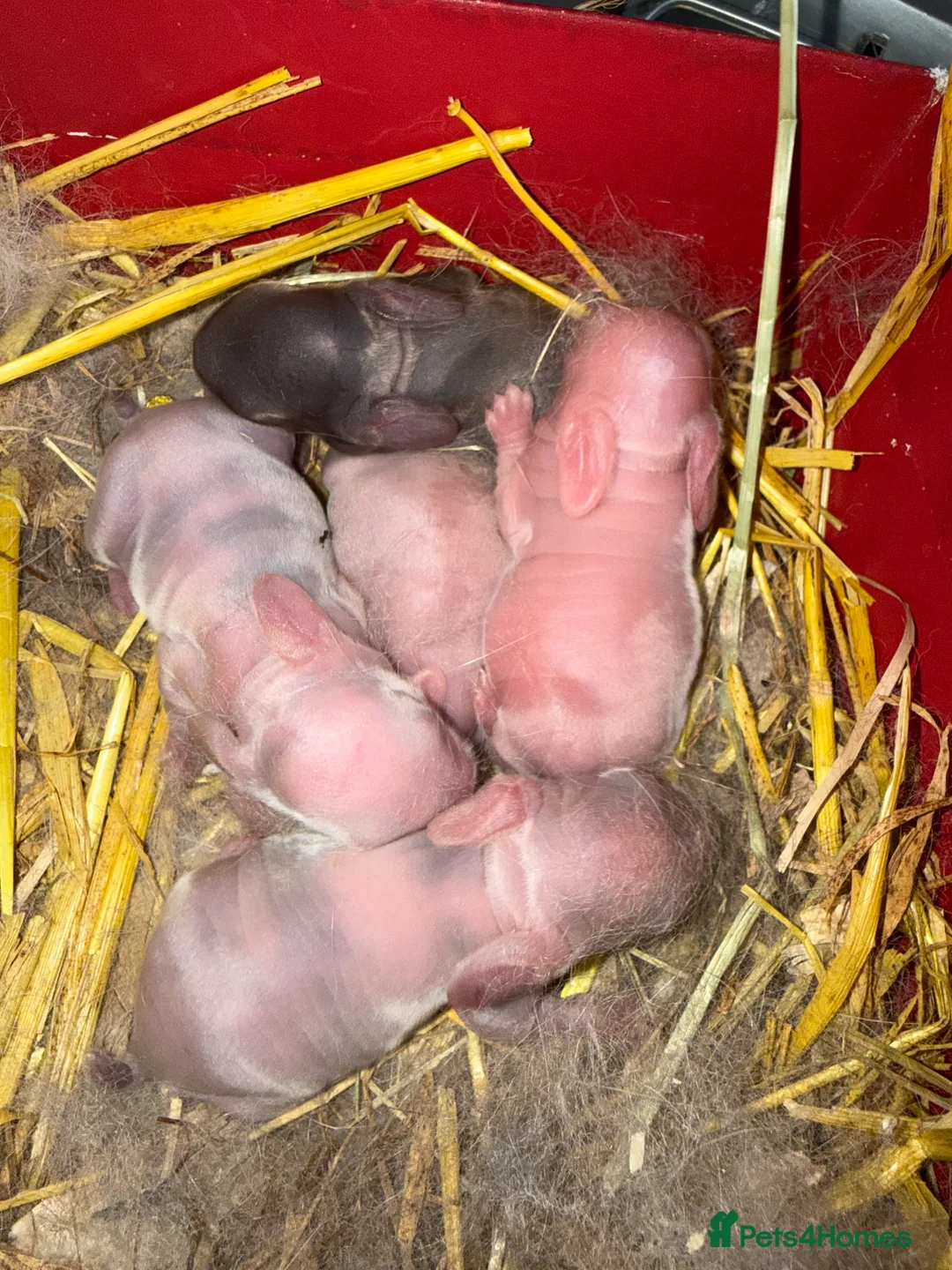 Mini Lop rabbits for sale: Top quality mini lops - Advert 6