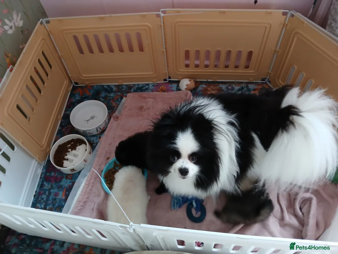Pomeranian dogs for sale: Stunning Kc Teddy Bear Pomeranian pups - Advert 1