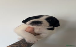 Mixed Breed dogs for sale: Litter of 9 healthy pups  - Image 8