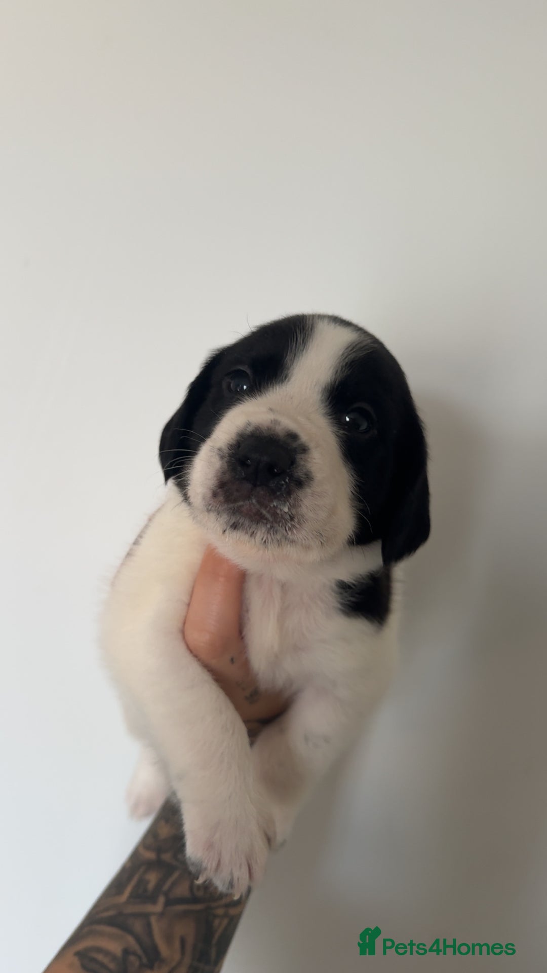 Mixed Breed dogs for sale: Litter of 9 healthy pups  - Image 8