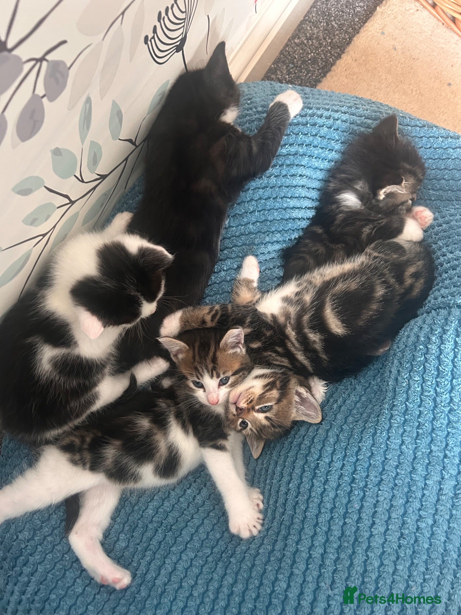 Mixed Breed cats 5 gorgeous kittens for sale - Advert 13