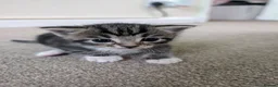 Mixed Breed cats for sale: 3 lovely playful friendly kittens  in Chichester - Advert 11