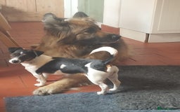Jack Russell dogs for sale: Male Jack Russell Puppy - Image 5
